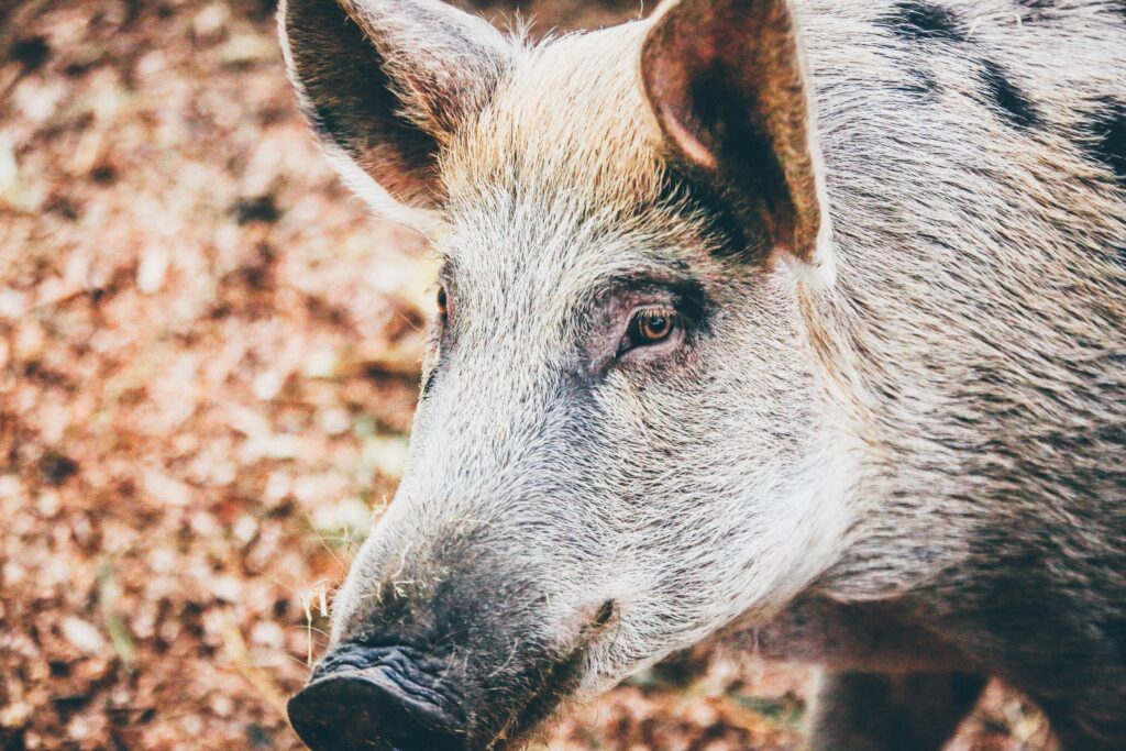 A close-up of a boar.