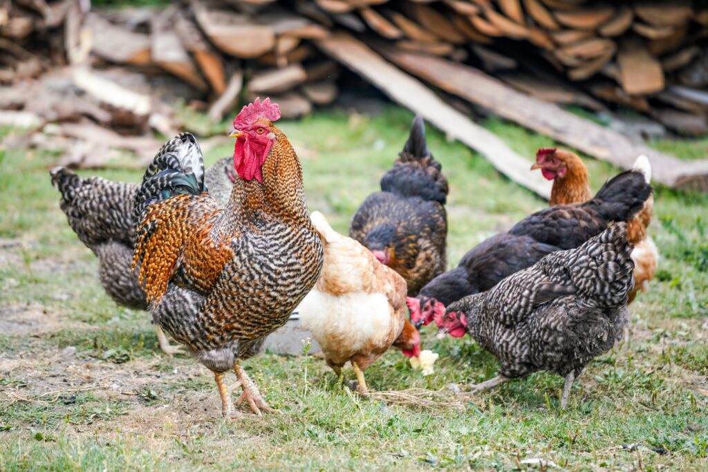 Several free-roaming chickens and a rooster can be seen at Bee Bluff Farms, one of the farms to see in Bellingham